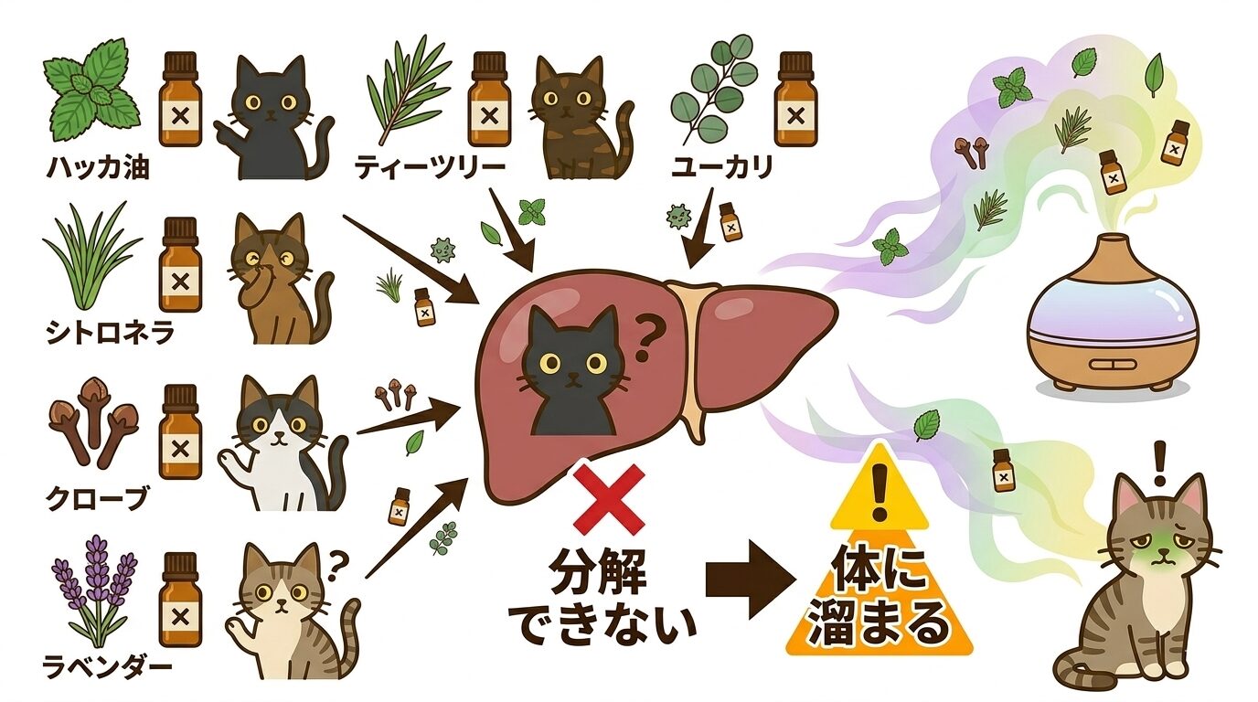 猫NGな精油6種類と分解できない代謝の仕組みを示すグラフィックレコード