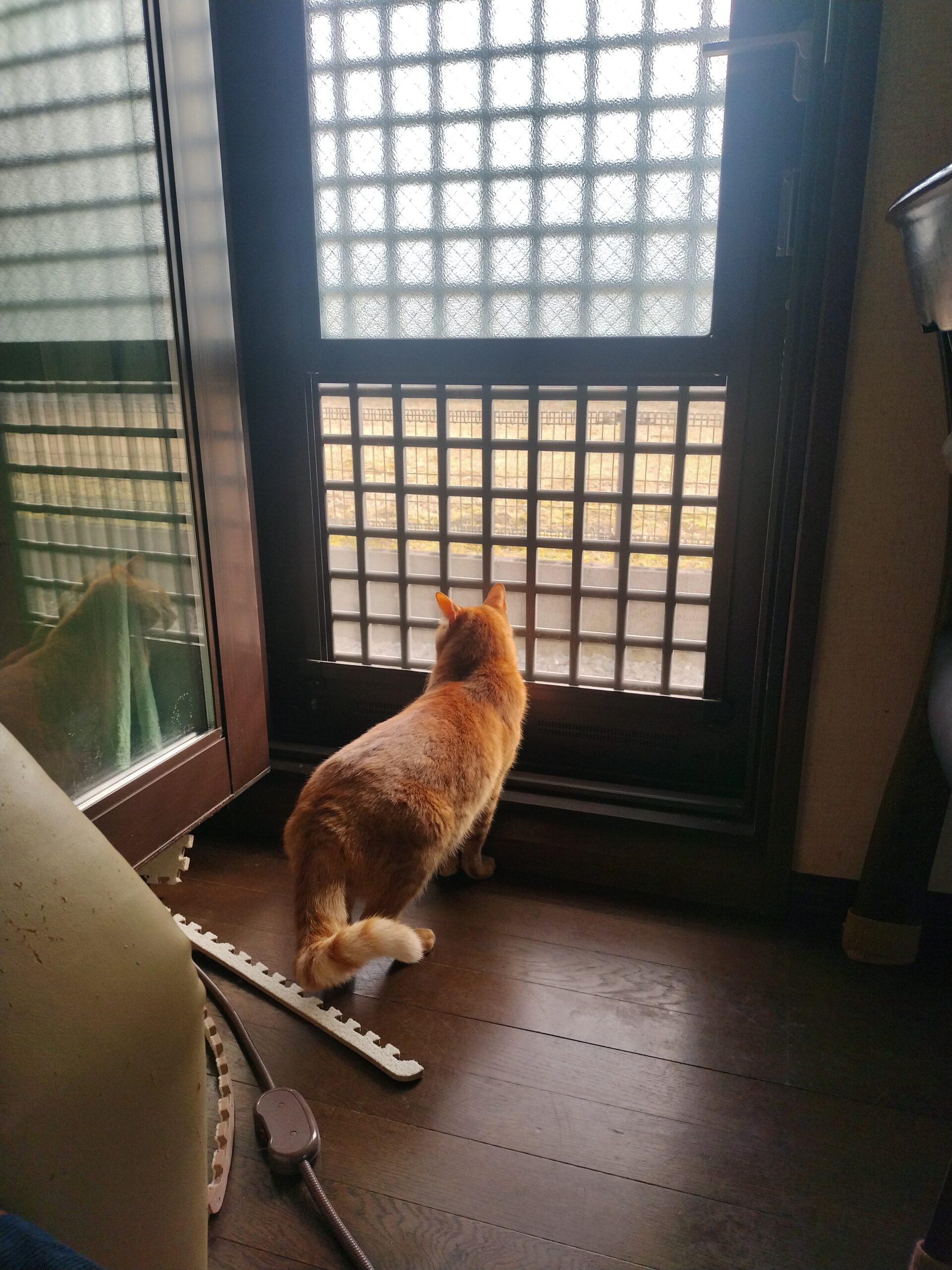 猫の日常3