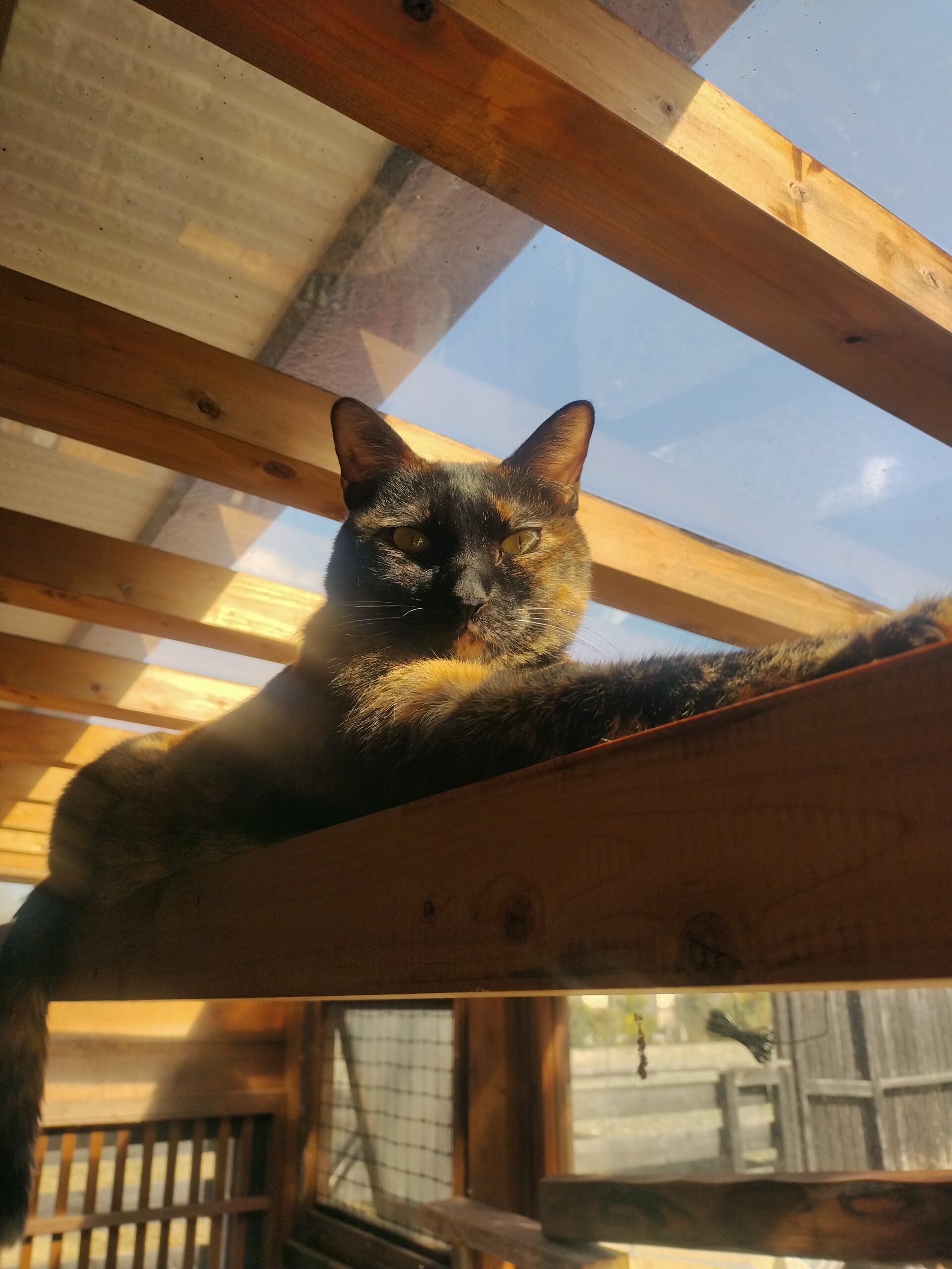 猫の日常1