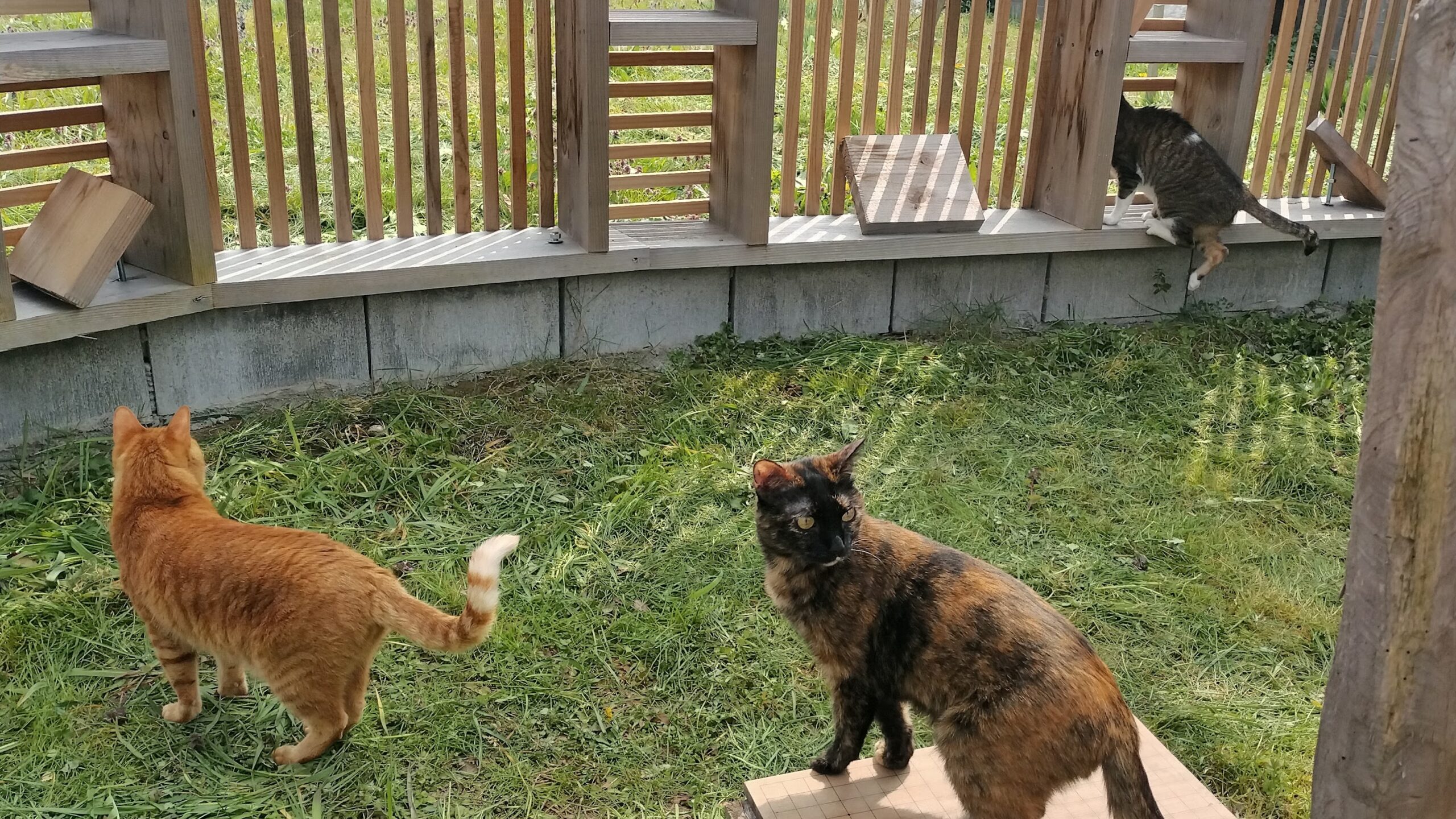 猫の日常2