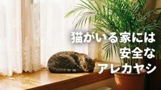 猫がいる家のアレカヤシ｜安心の理由と暮らしに緑を添えるコツ 