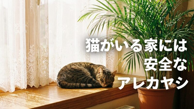 猫がいる家のアレカヤシ｜安心の理由と暮らしに緑を添えるコツ